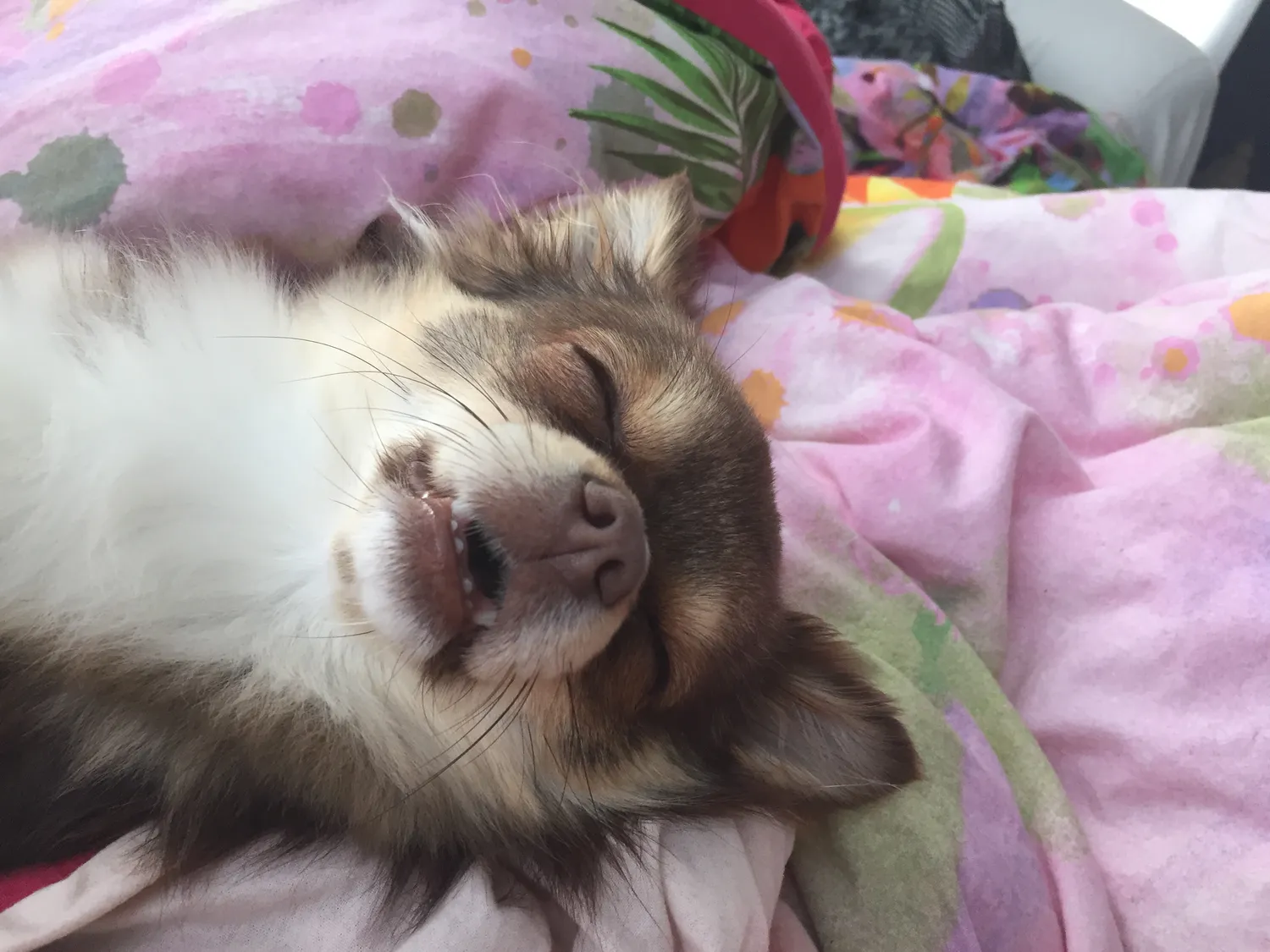 Hund